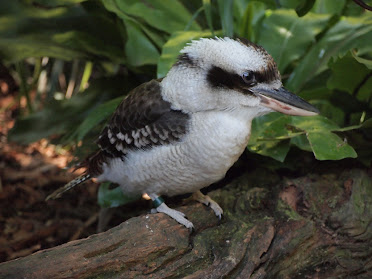 Kookaburra