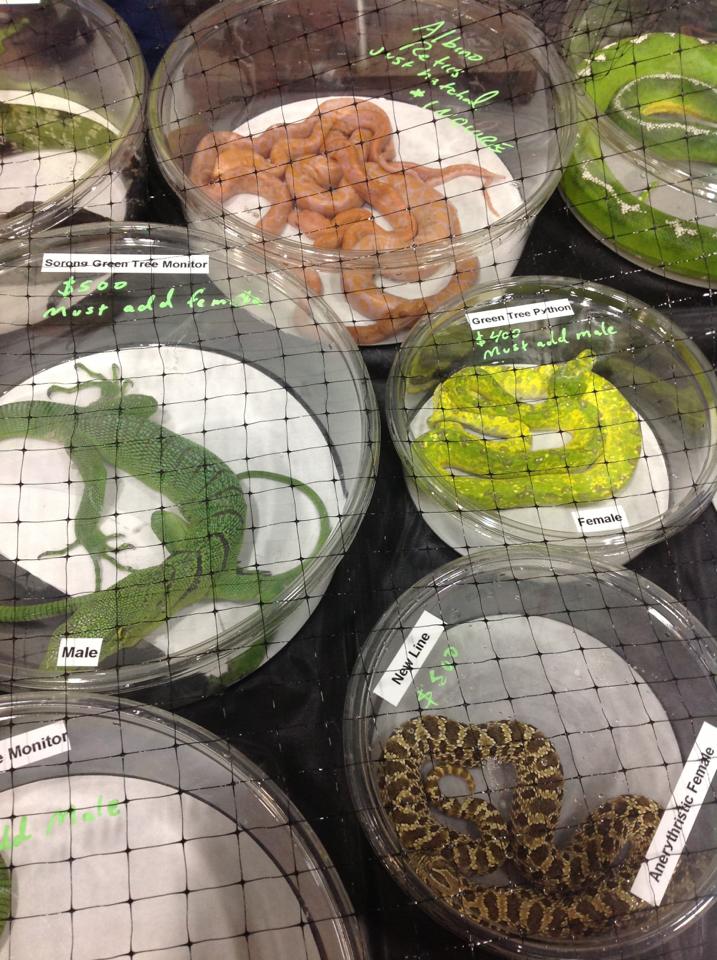 Reptile-Expo.jpg Reptile-Expo.jpg