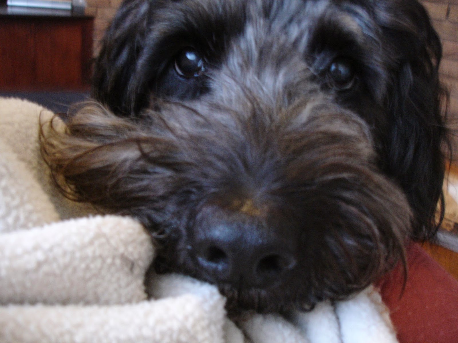 Cannock Chase Area It's 12 months since we lost our beloved dog Boyden.