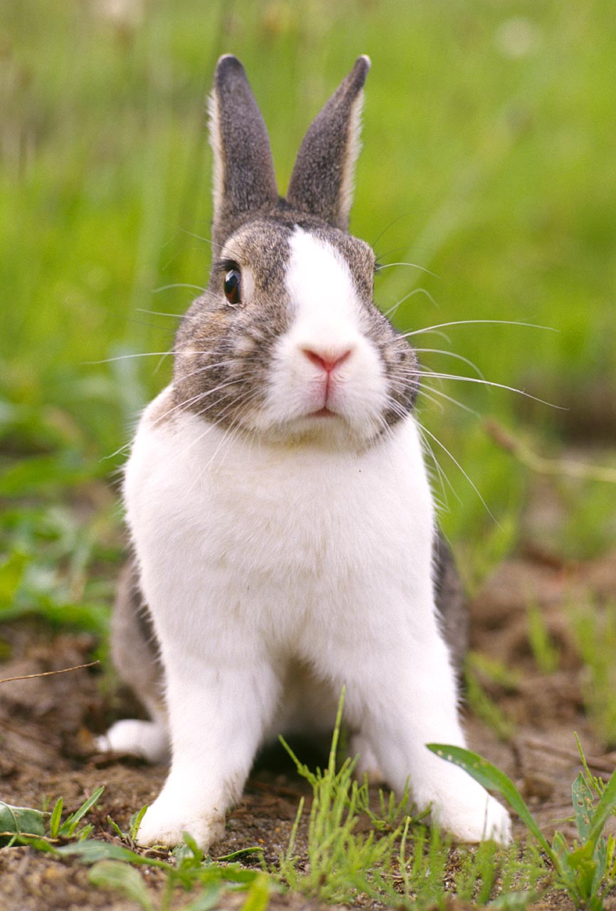 World All Animals: Rabbit Beautiful Animal Photos-Images