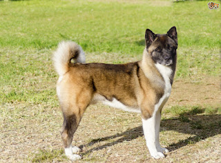 akita coat types