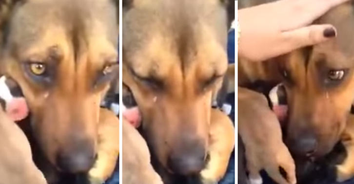 Σκυλίτσα "Έκλαψε" όταν σώθηκαν τα κουταβάκια της.-Το βίντεο που θα σε κάνει να δακρύσεις!