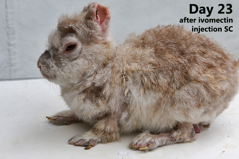 Be Kind To Pets, Vet case studies, Photography tips, Travel Stories ...