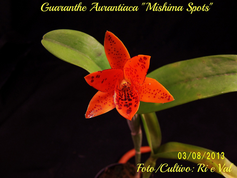 ORQUÍDEAS FLORES PERFEITAS: Guarianthe aurantiaca 