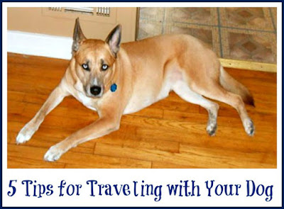 5 Tips for Traveling with Your Dog
