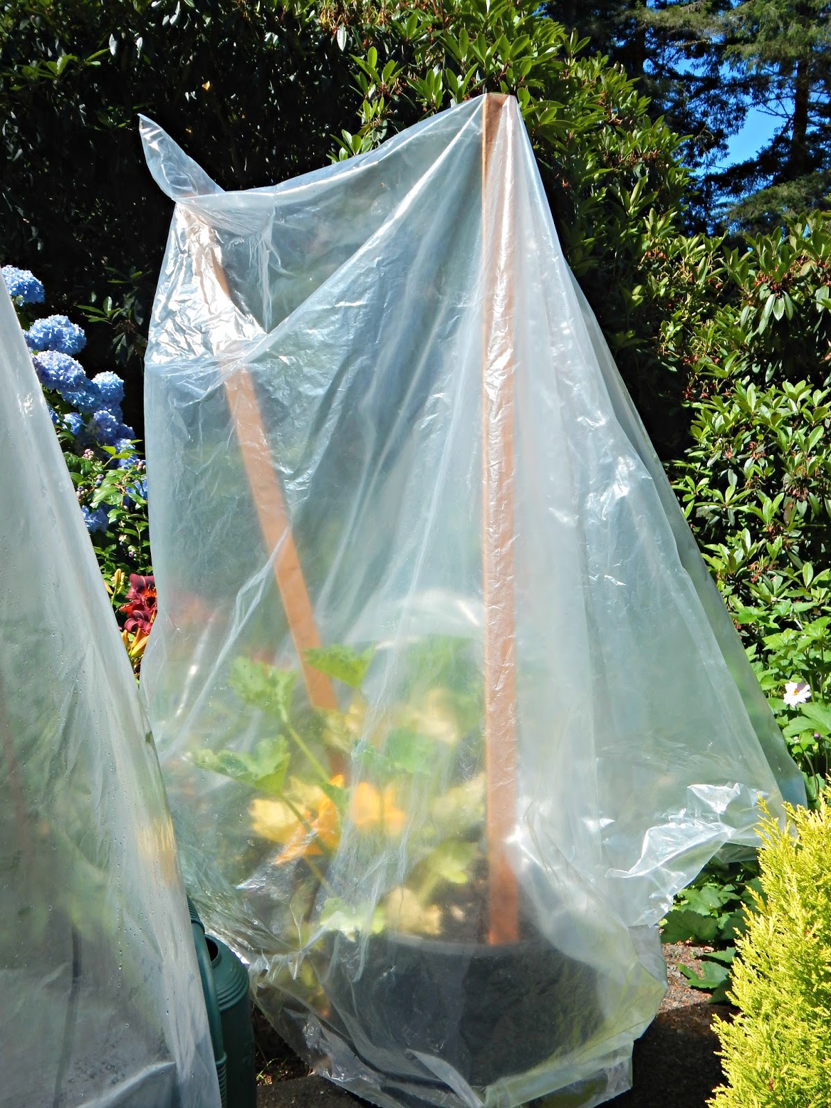 Easy Plastic Bag "Greenhouses" Proverbs 31 Homestead