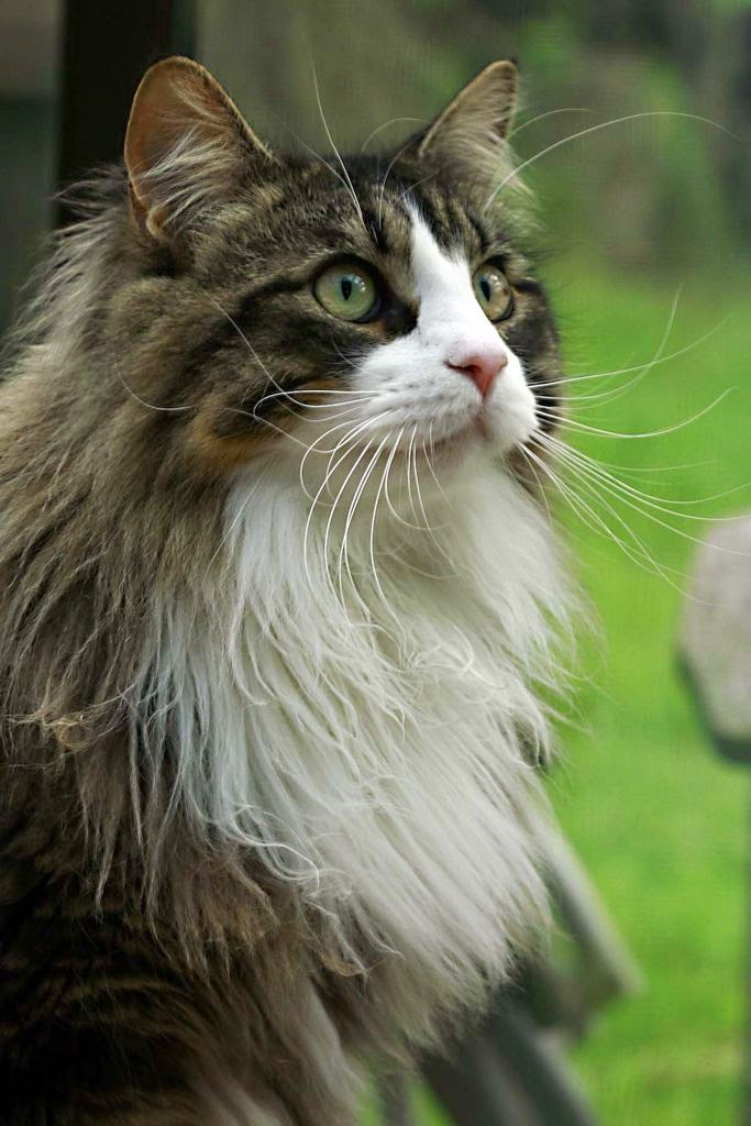 TOP 5 LARGE DOMESTIC CAT BREEDS 