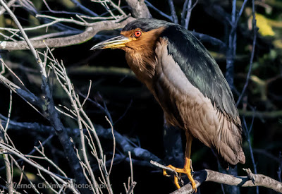 Night Heron on the small island in the Table Bay Nature Reserve