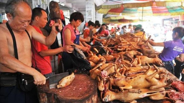 Konsumsi Daging Anjing, 3 Kota di Indonesia Ini Jadi Pantauan Dunia