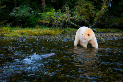 Η Αρκούδα-φάντασμα του Καναδά