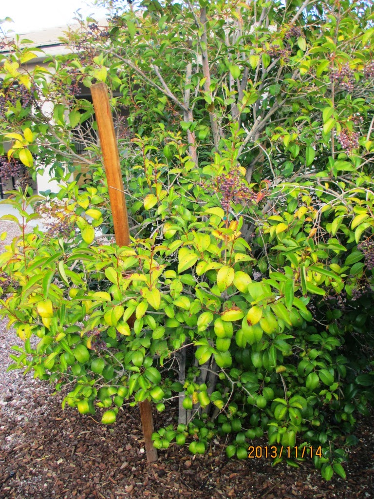 Xtremehorticulture of the Desert: Privet Yellowing a Soil Problem