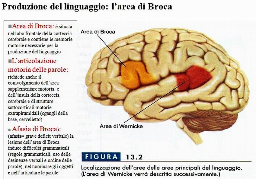 NUOVA DIDATTICA La grammatica è innata