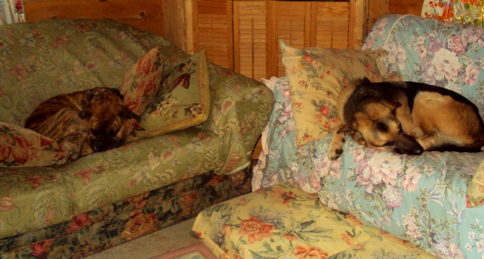 Ottawa Valley Dog Whisperer COMFORTABLE DOG BEDS