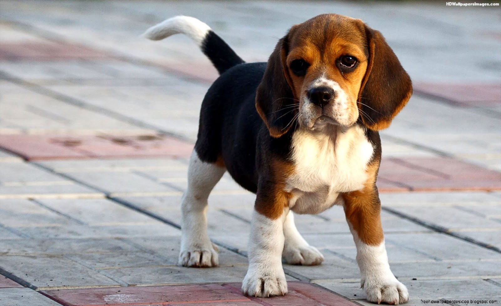 Beagle Dog