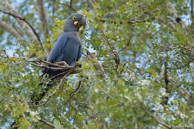 Arara-azul-de-lear: resistência no sertão de Conselheiro Blog lugares de memória - Matéria sobre a Arara-azul-de-lear- foto Gustavo Pedro