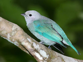 Bird Wallpaper