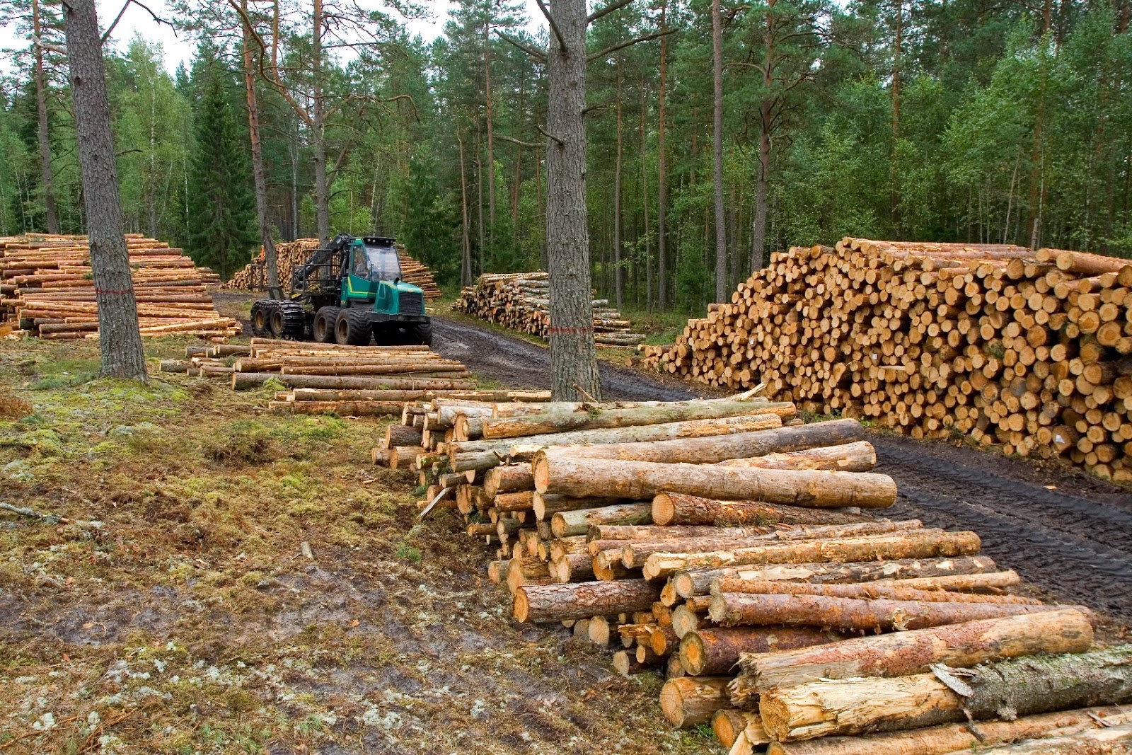 tala de+arboles+ecologia+medio+ambiente+planeta+tierra+Deforestacion tala de+arboles+ecologia+medio+ambiente+planeta+tierra+Deforestacion