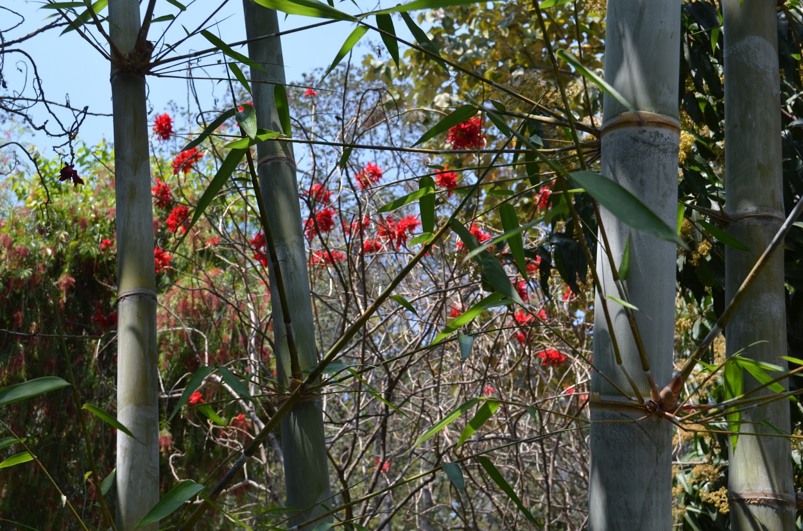 Imagenes De Flores De Noche Buena