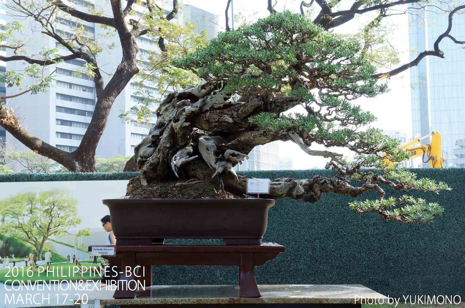 For Your Small Japanese Garden by YUKIMONO Philippines Bonsai Trees