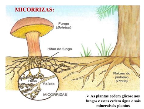 fungos micorrizas