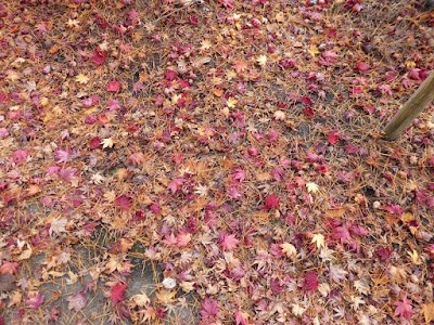 くろんど池 秋の紅葉ウォーキング　モミジの落ち葉