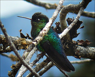 blue colibrí in costa rica
