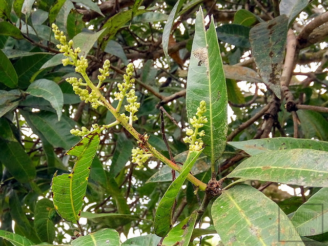Mango indyjskie (Mangifera indica) -kwiaty, kwitnienie, budowa kwiatu, zapylanie, jak długo trzeba czekać na owoce mango, jak kwitnie mango, jak wyglądają kwiaty, kwiatostany mango?