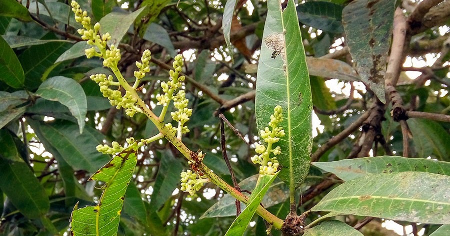 Ogrod Tamaryszka Mahonia Pospolita Dlaczego Mam Ja W Ogrodzie