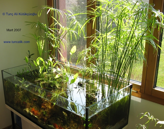 Bamboo Aquarium Bamboo Craft Photo