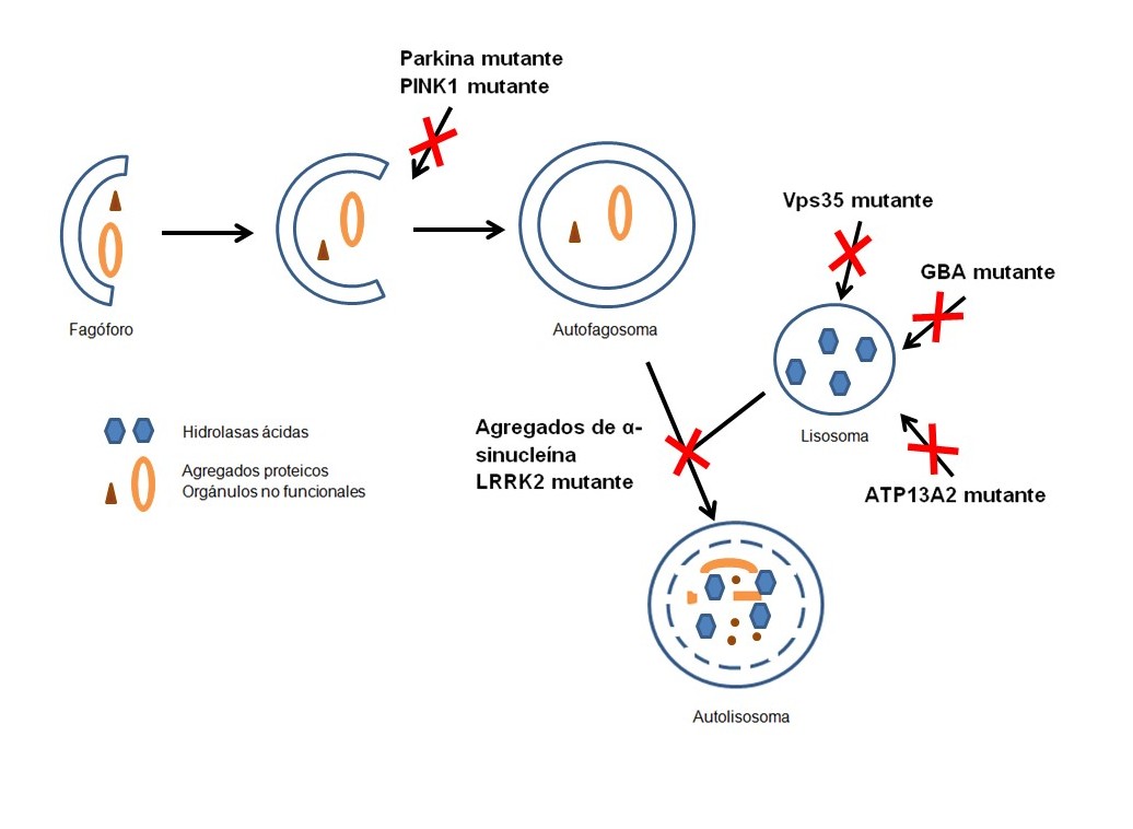 Noticias Genética Médica & more Nueva diana contra el Parkinson