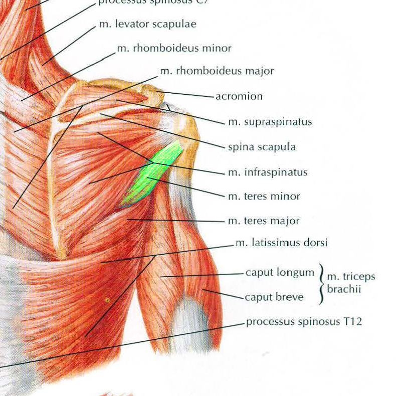Musculus teres minor || Med-koM