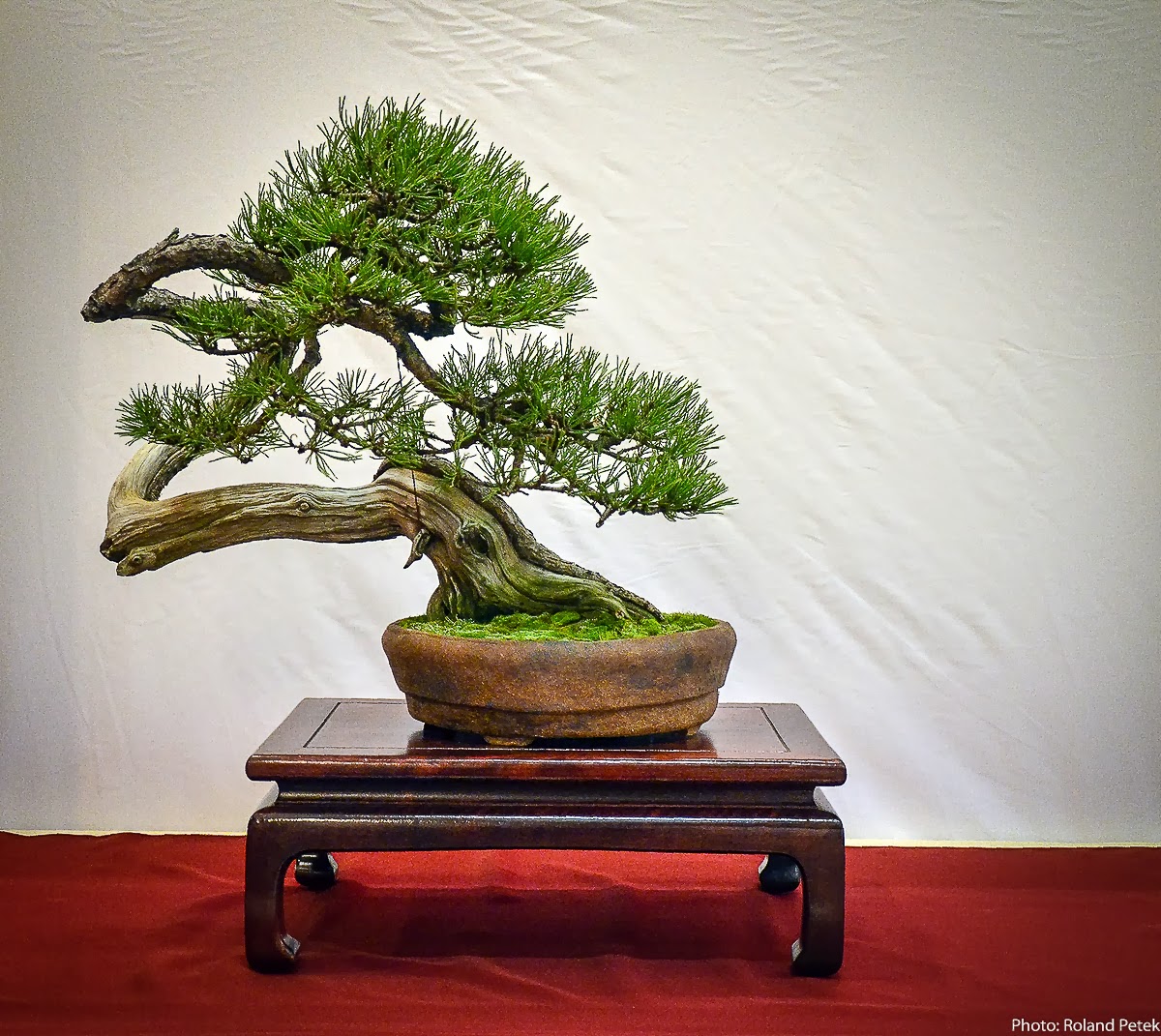 Виды Бонсай Фото И Названия – Telegraph