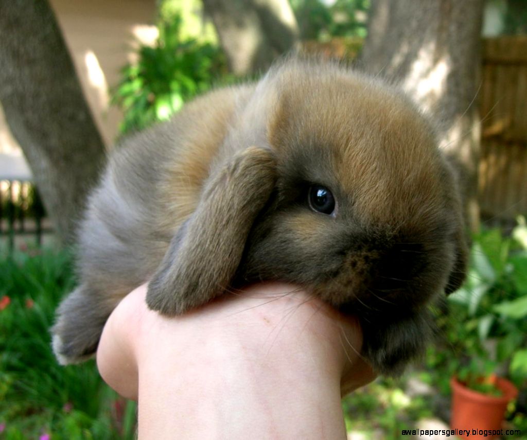 Lop Baby Bunnies images