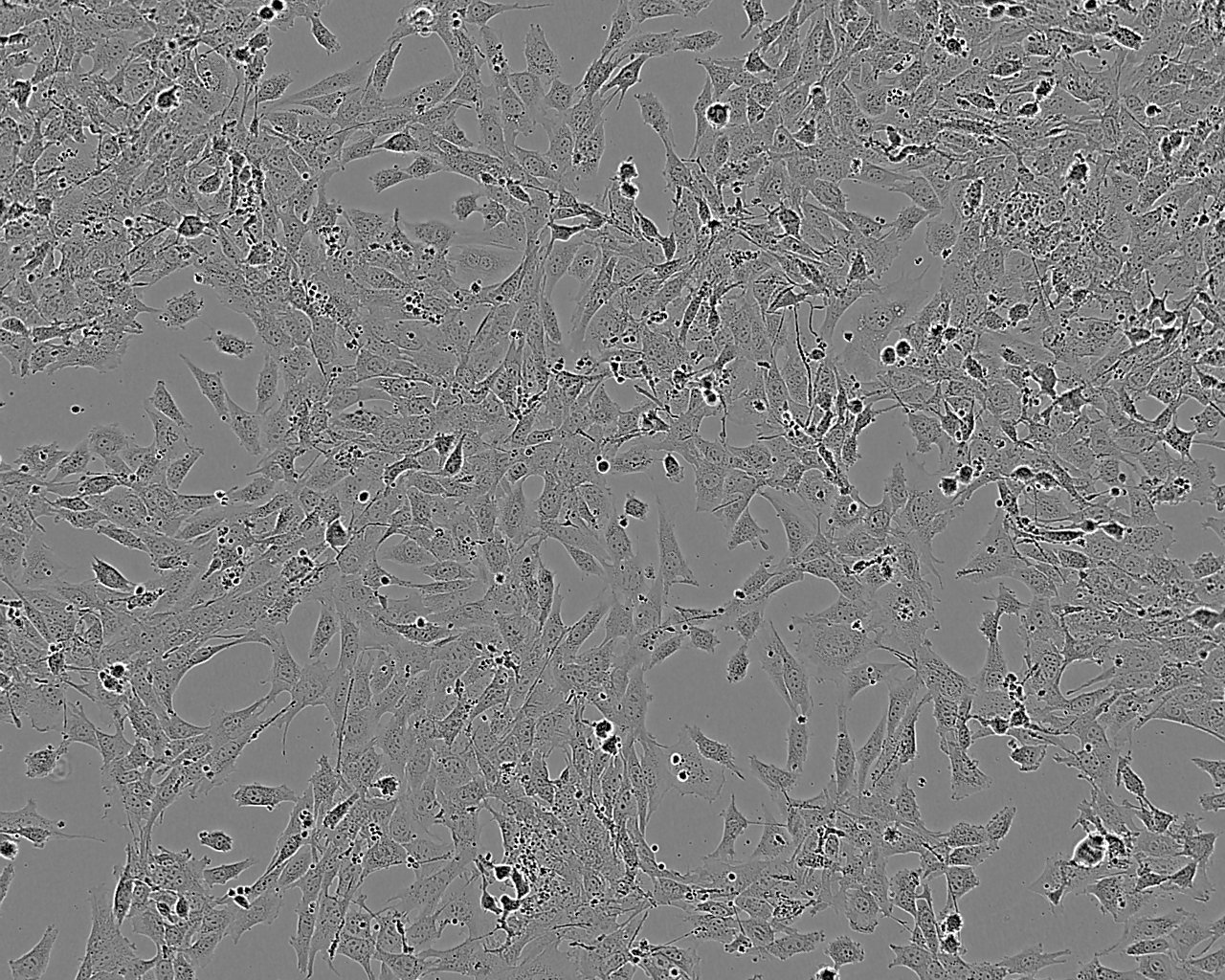 Cell Culture with Cellwyn Cell culture as a true replacement for