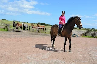 horse, irish sport horse