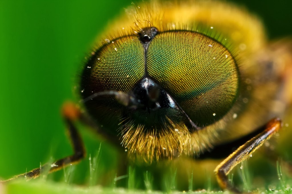 School Of Digital Photography Diffraction and Macro Motion Blur