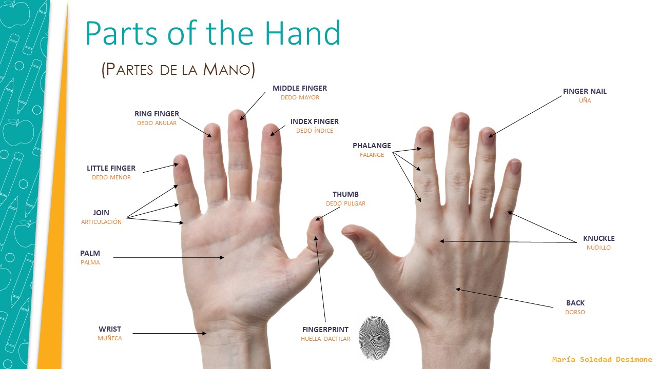 Cultura Y Tic InglÉs Vocabulary Parts Of The Body Face Hand
