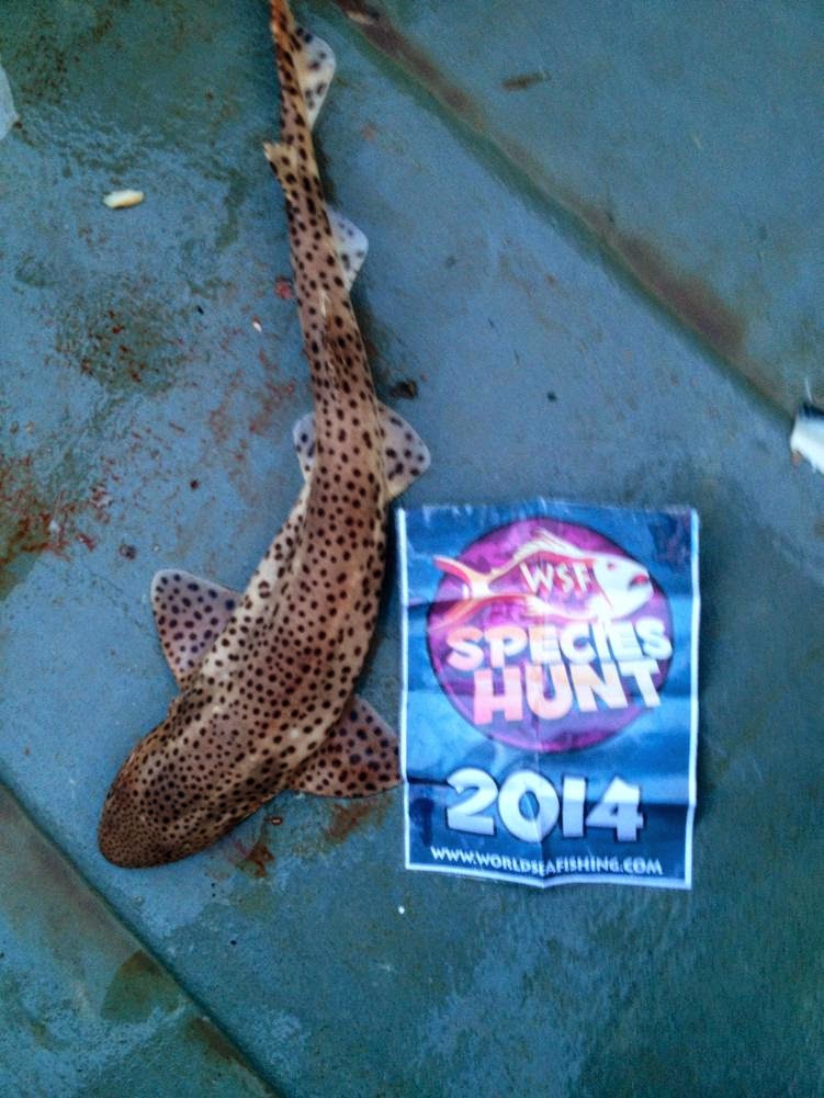 Fishing Jersey Channel Islands WSF Species Hunt Boat 2014