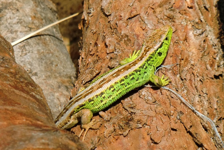Fylde Amphibian & Reptile Group: Some personal notes on rearing Sand ...