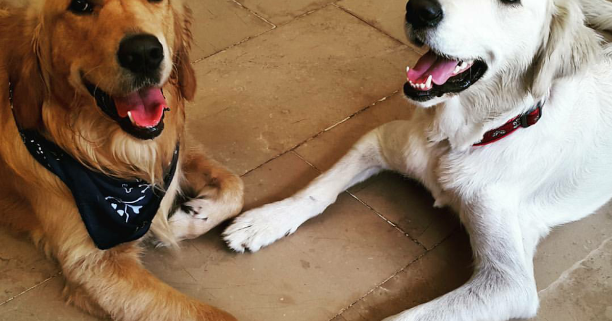 PatiSev�in Dünyası Kedi ve köpeğimin kısırlaştırması. Doğru zaman ne