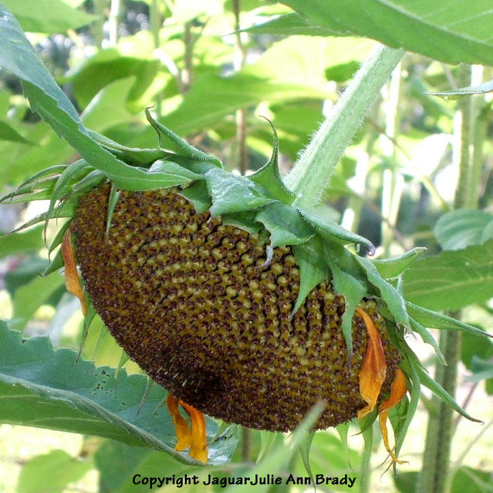 Julie Ann Brady Blog On Drying Sunflower Heads for Seeds