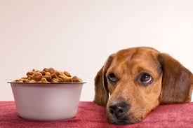 Diet For Older Dogs: Choisir la bonne nourriture pour votre chien âgé