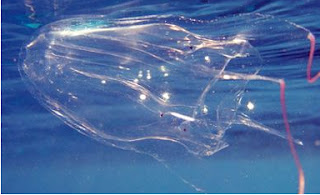 Avispa marina, medusa, los animales más peligrosos del mundo, el animal más venenoso del mundo