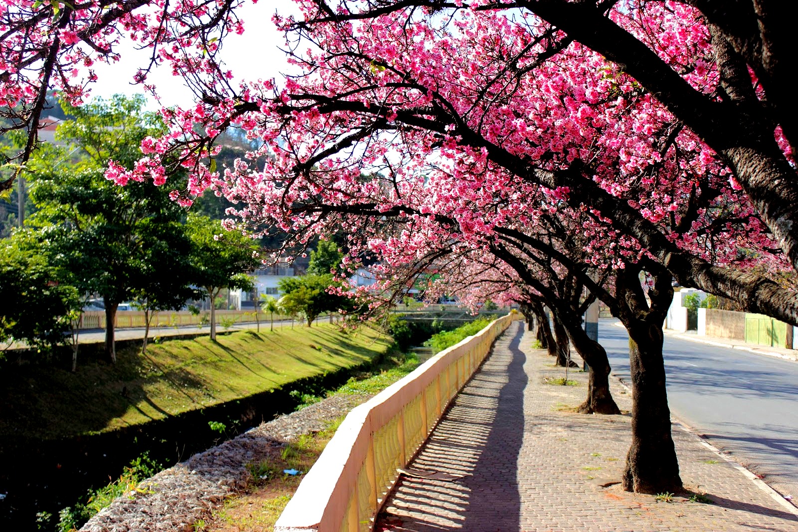 Bom Dia Piedade Prefeitura realiza tratamento e recuperação das
