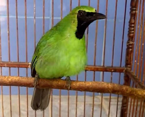 4 Jenis Burung Cucak Ijo Yang Populer Paling Lengkap Kicau Mania