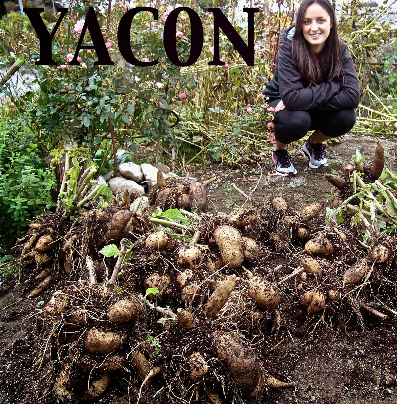 SITKAVORES YACON
