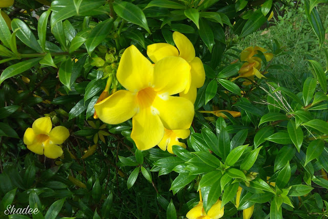 Bunga Kuning