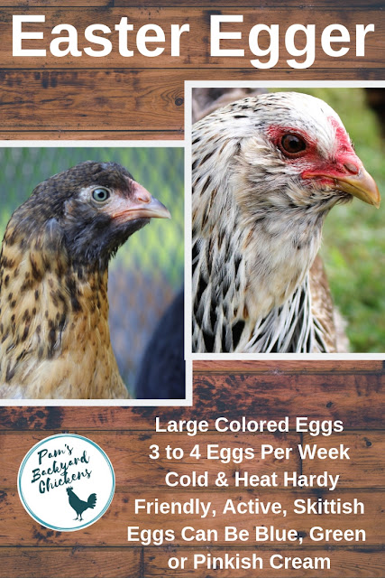 Easter Egger chickens are a longstanding flock favorite, from their colorful eggs to their varied looks, there's something for everyone to enjoy. 