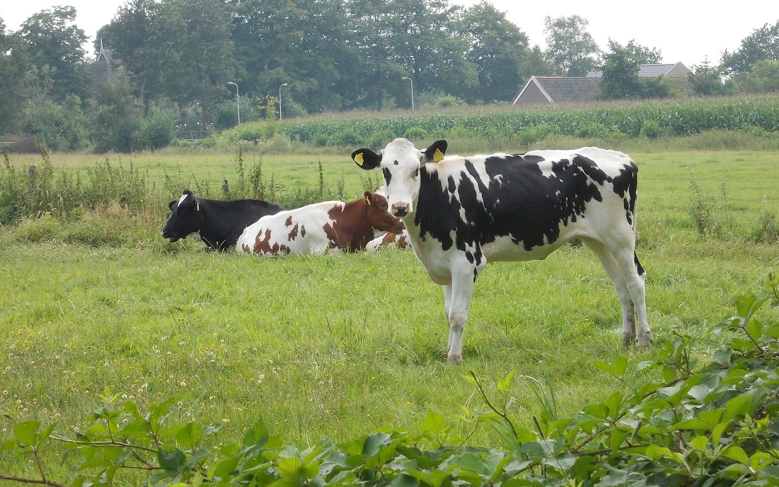 http://3.bp.blogspot.com/-CQjy11ek208/UDaQnQ-psKI/AAAAAAAAA9I/uCyEBqBL59E/s1600/hd-dutch-cows-wallpapers-with-a-psupero-of-dutch-cows-in-the-meadow-background-picture.jpg
