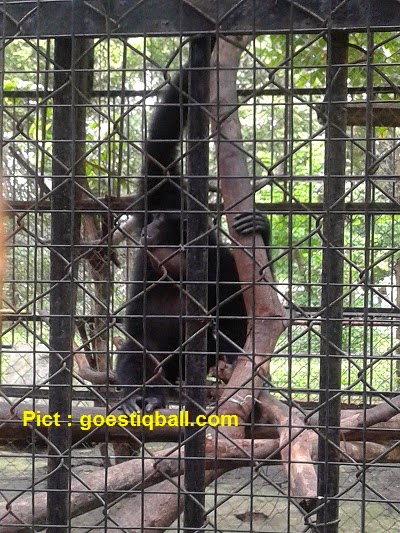 Contoh Teks Deskripsi Tentang Hewan - Dhika-Share